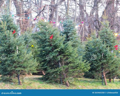 Trees For Sale Stock Photo Image Of Plant Shrub Christmas 263465358