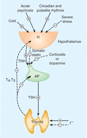 Thyroid Review Flashcards Quizlet