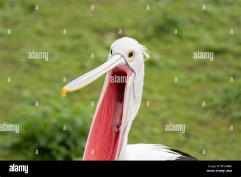 Bird In Pairi Daiza Zoo Belgium Stock Photo Alamy