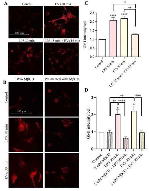 The Effects Of Evs And Lps On The Formation Of Lipid Rafts In Human