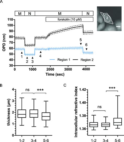 Phase Decoupling Procedure Performed On Cho Wt Cftr Cells A