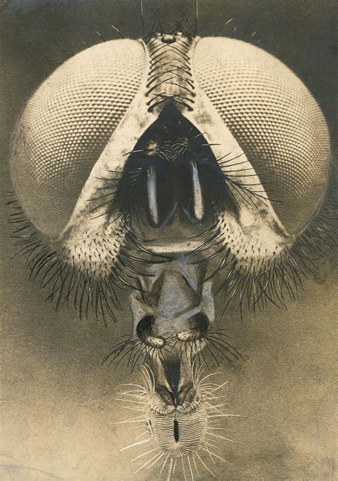 A Closeup Of The Face Of A Fly Photograph by N.A. Cobb