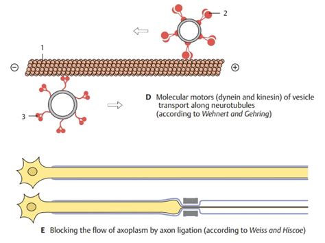 Axonal Transport The Synapse