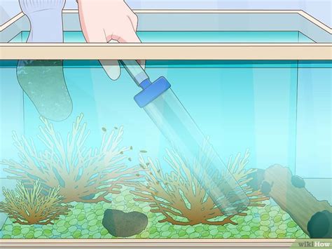 Ein Aquarium Reinigen WikiHow