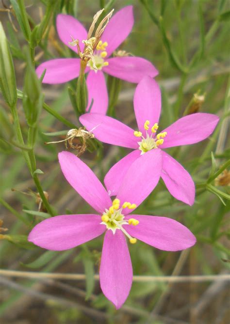 Slender Mountain Mint | Native American Seed