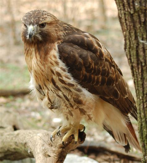 Animals Pictures: Hawk