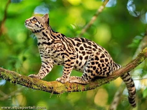 Leopardus Wiedii Le Margay