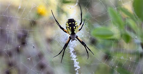 Residents Of New York And New Jersey Warned Of Joro Spiders Invasion The Giants Jump With A