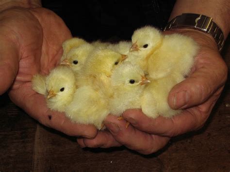 Es piept und blökt Tierischer Nachwuchs bei den Kleintierzüchtern