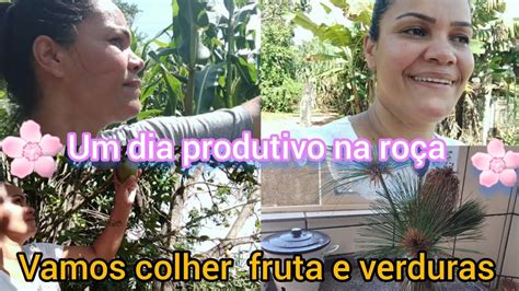 Passando o domingo comigo na roça foi dia de colheita pegamos fruta