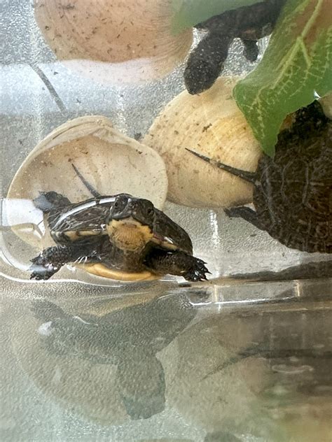Partnership works to save threatened Iowa turtles | College of