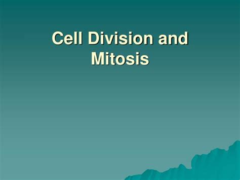 Ppt Cell Division And Mitosis Powerpoint Presentation Free Download Id2832197