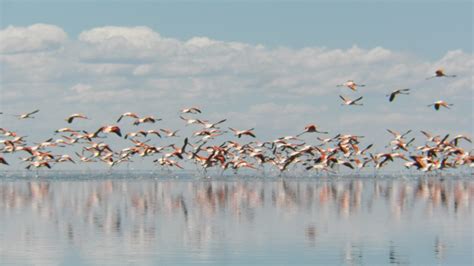 Healthy wetland landscapes in a changing climate - Wetlands International