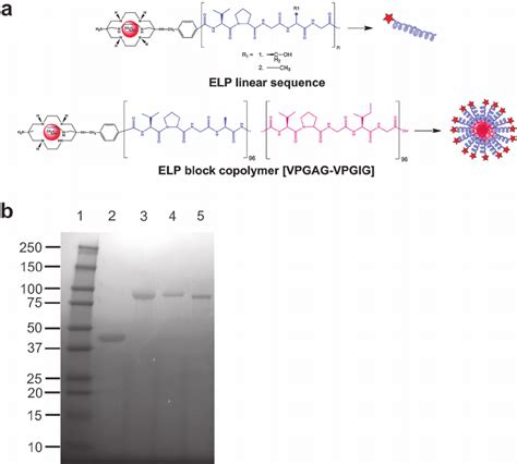 Conjugation Scheme Of The Bifunctional Chelating Agent Ambasar And Elp