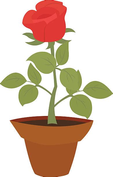 Red Rose Bush Close Up Illustrations Royalty Free Vector Graphics