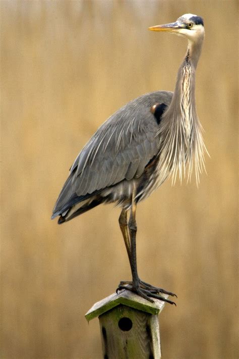 Free Images Water Nature Wing Wildlife Portrait Beak Fauna