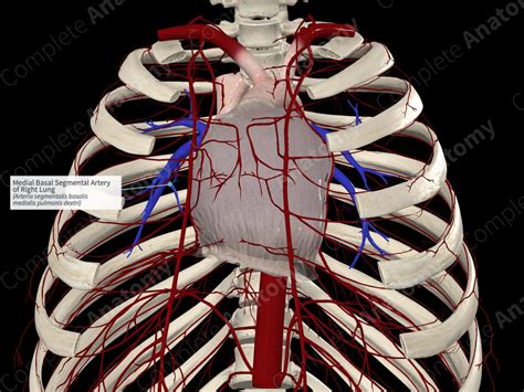 Medial Basal Segmental Artery of Right Lung | Complete Anatomy