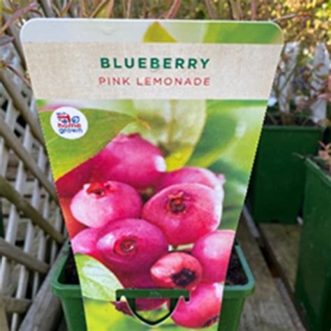 Blueberry Pink Lemonade 3l Soft Fruit Polhill Garden Centre