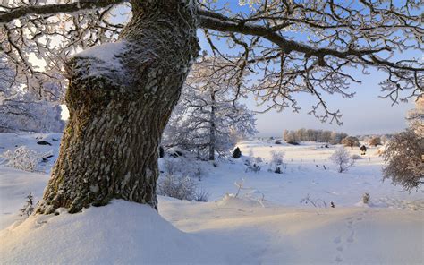 Nature Landscapes Winter Seasons Snow Trees Cold Frozen