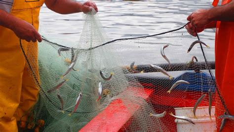 Anchoveta Subpesca Subsecretaría De Pesca Y Acuicultura