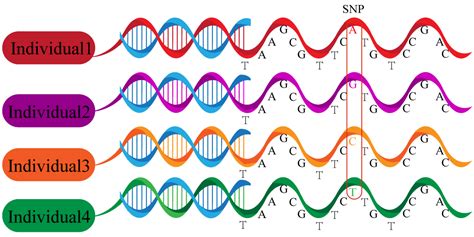 Cancers Free Full Text The Role Of Single Nucleotide Polymorphisms