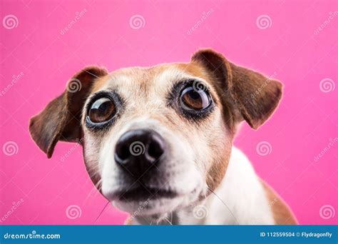 Surprised Dog with Large Expressive Bulging Eyes on Pink Background ...