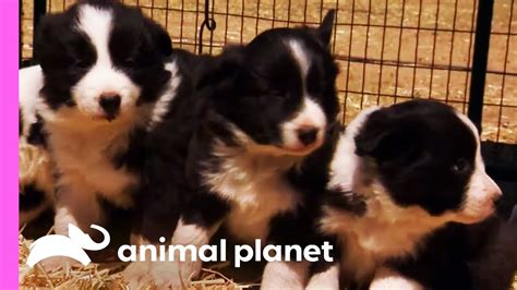 Are Border Collies Good With Babies