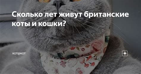 Сколько лет живут британские коты и кошки? | Кот@кот | Дзен