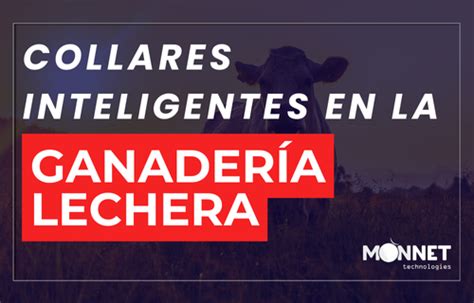 Collares Inteligentes En La Ganader A C Mo Funcionan Y Por Qu Son