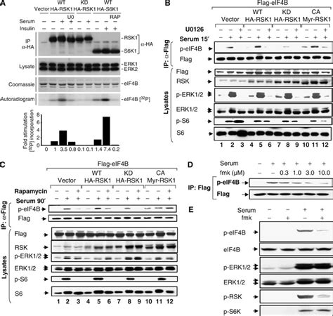 Catalytically Active Rsk Variants Phosphorylate Eif B In Vitro And In