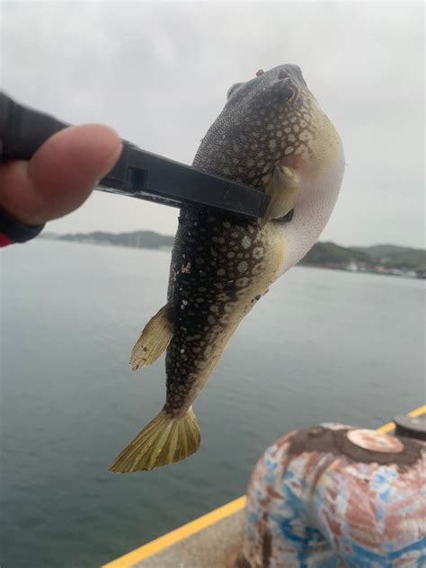 ふるじー さんの 2024年04月20日のコモンフグの釣り・釣果情報岡山県 宇野港 アングラーズ 釣果500万件の魚釣り情報サイト