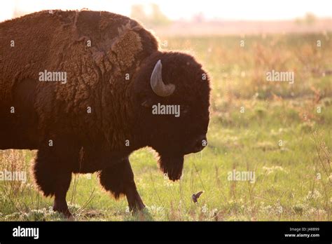 American Bison Rocky Mountain Arsenal National Wildlife Refuge Colorado