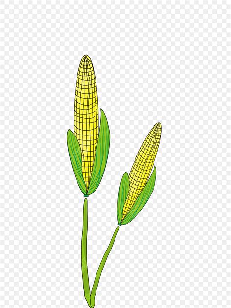 Yellow Corn Hd Transparent Cartoon Yellow Corn Illustration Yellow