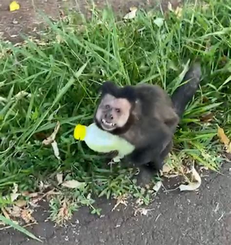 Mulher Viraliza Ao Ter Caldo De Cana Roubado Por Macaco Em Maring