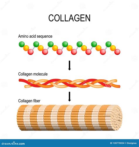 Col Geno Estructura Molecular Ilustraci N Del Vector Ilustraci N De