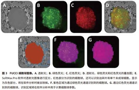 细胞周期的四种检测方法详解生物器材网