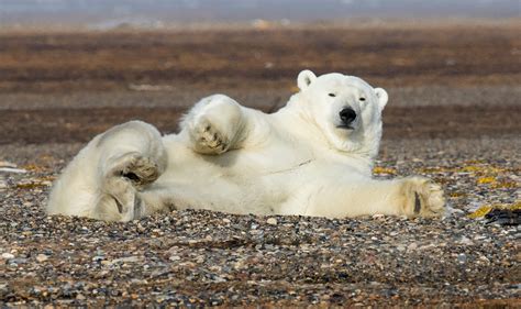 Jeremy Bears: Kaktovik, Alaska Polar Bears 29th-31st August 2015