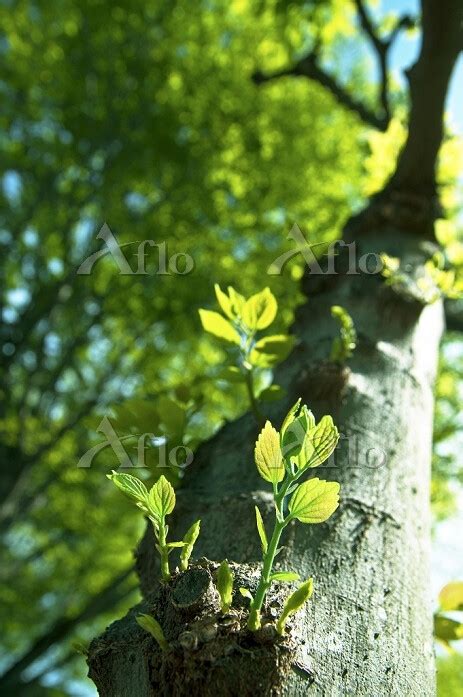 エノキ 木の幹から芽吹く新芽 15267942 の写真素材 アフロ