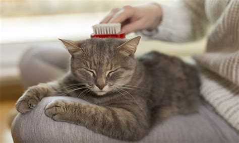 Cómo Cuidar Un Gato Consejos Para Una Mejor Salud Y Bienestar Del Gato