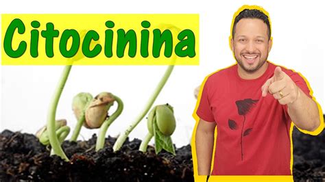 Citocinina Horm Nios Vegetais Fitorm Nios Fisiologia Vegetal