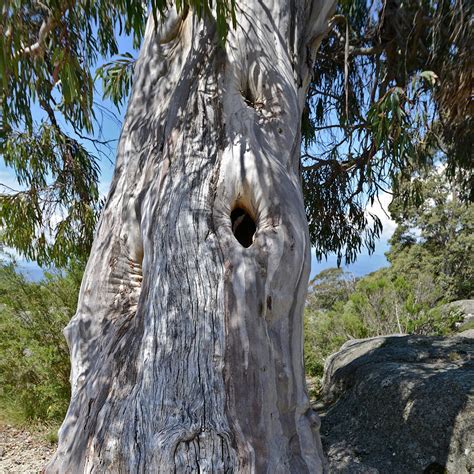 Eucalyptus Pauciflora Subsp Pauciflora Buffalo Eucalyptus Rustique