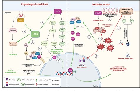 Figure 1 From Sex Differences In Antioxidant Defence And The Regulation