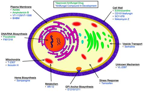 Ergosterol Function