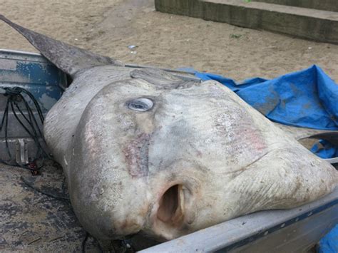 G Peixe De Quilos Vira Atra O Ap S Ser Capturado Em Praia