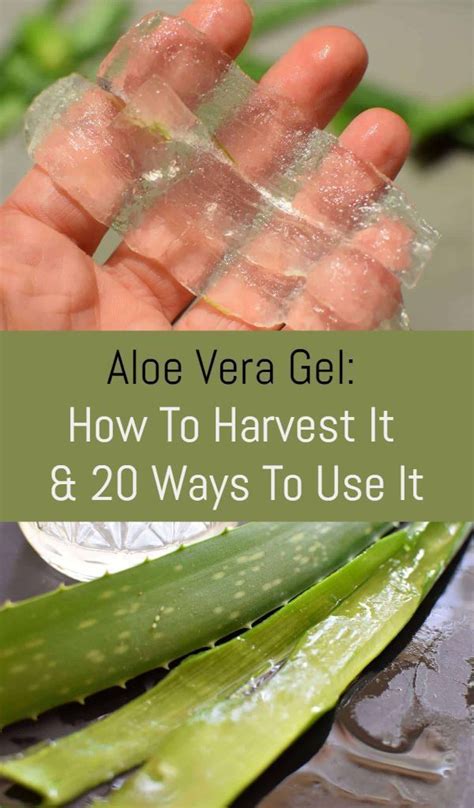 Aloe Vera Gel How To Harvest It And 20 Ways To Use It Artofit