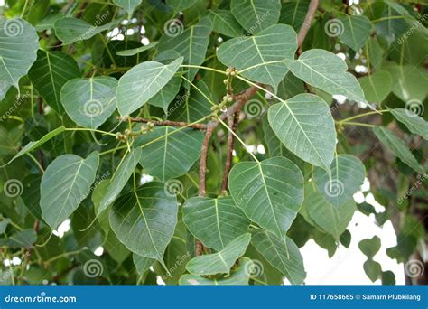 Bodhi Tree stock image. Image of color, isolated, associated - 117658665