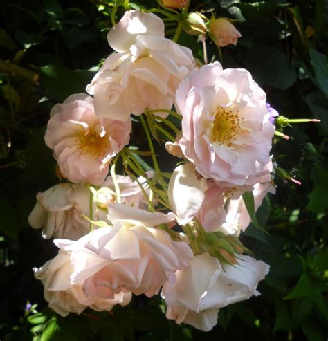 Pin van GIGI op garden | Tuin, Schattig