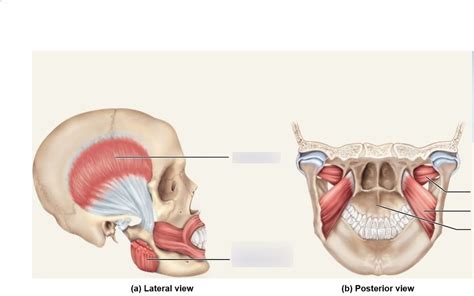 Muscles Of Mastication Diagram Quizlet