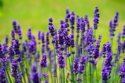 Does Lavender Repel Mosquitoes Pestseek