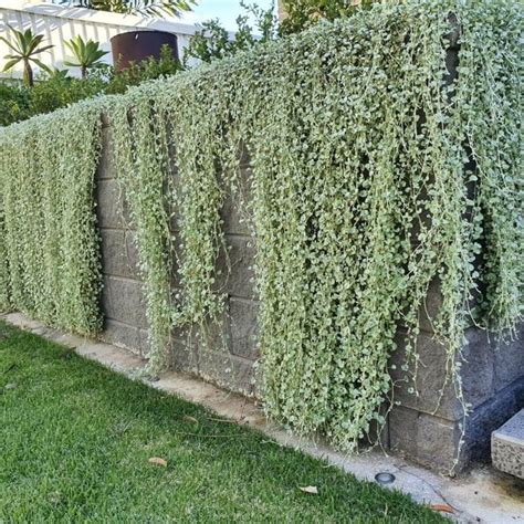 Dichondra Argentea Silver Falls • Plantland Plants Hanging Garden